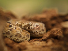 4 Deadliest Snakes of India